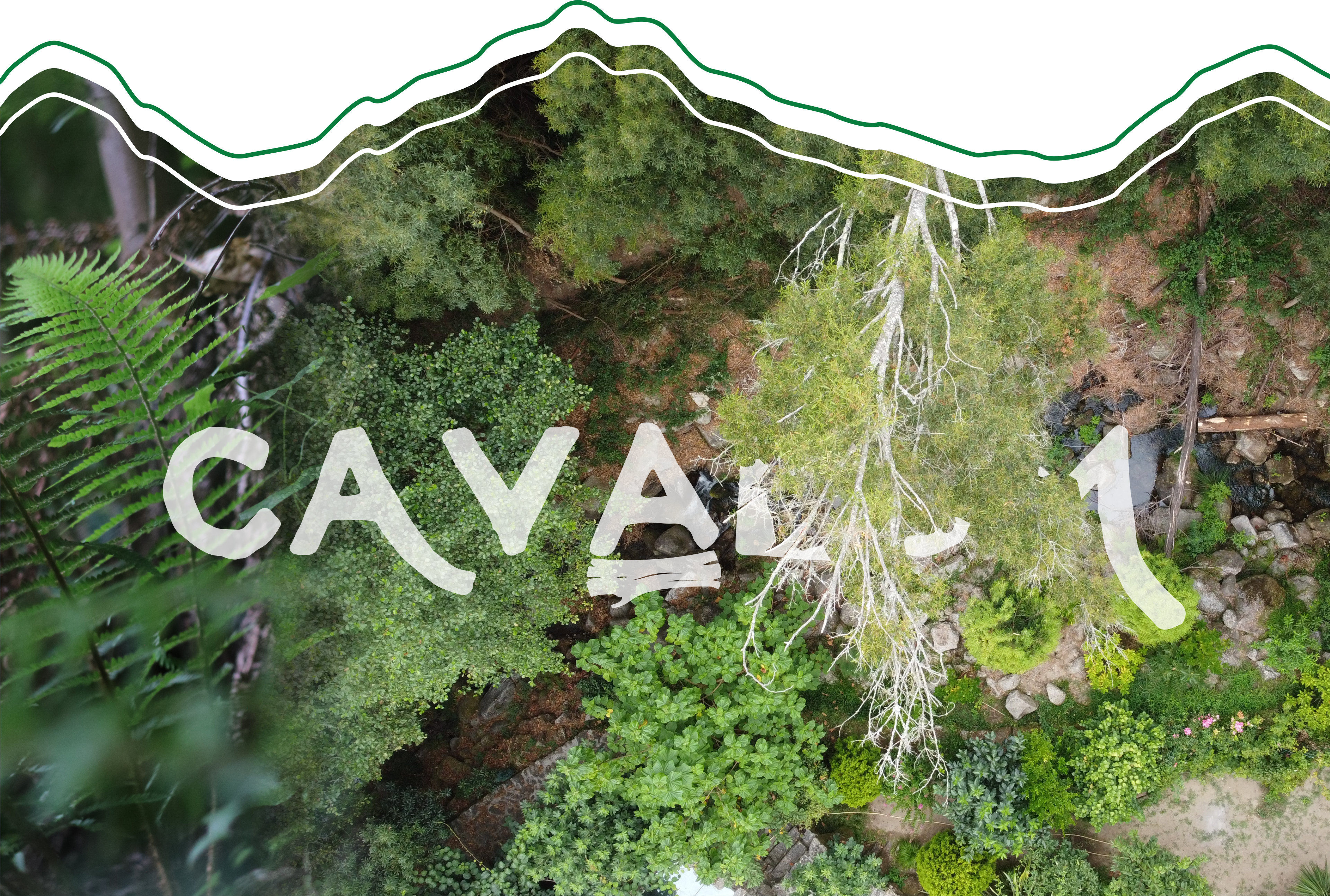 Cavalum